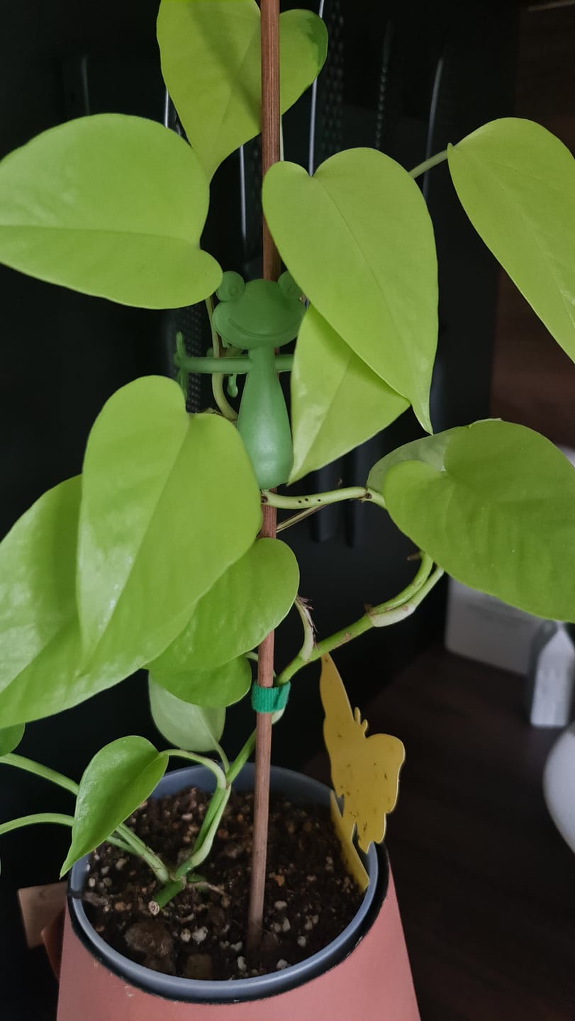 Customer photo review of Mamie-Frog® - Tuteur décoratif