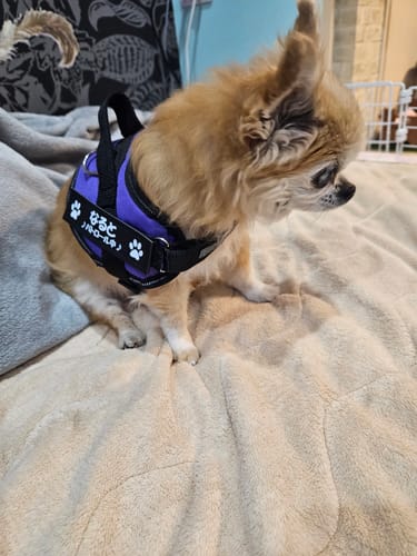 Customer photo review of FunFunPet 高機能ハーネス（お名前タグ作成サービス付き）