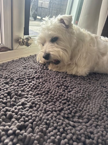 Customer's small white dog lying on a gray rug while chewing on a Blueberry Yak Chew.