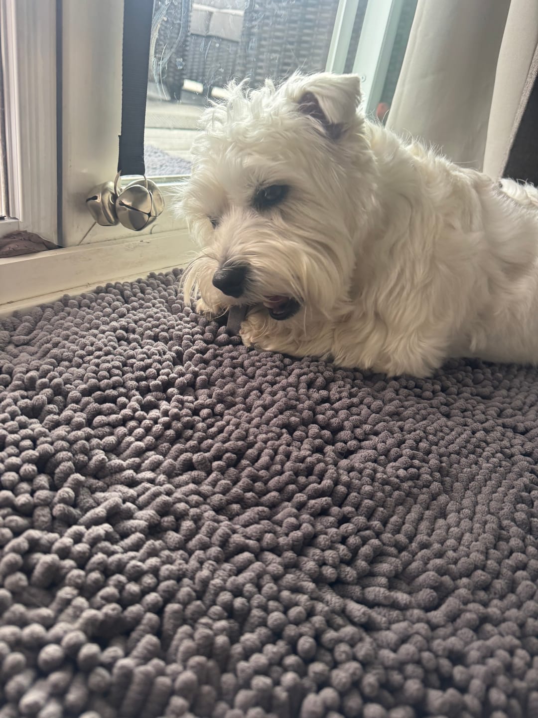 Customer photo review of Blueberry Yak Chews