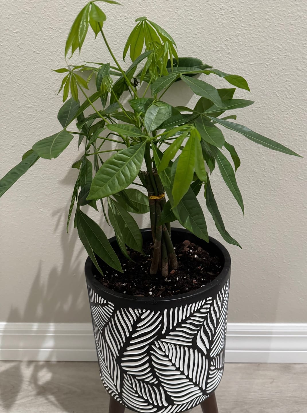 Customer photo review of Money Tree Braided, Tree Form, Pachira Aquatica, Good Luck Tree