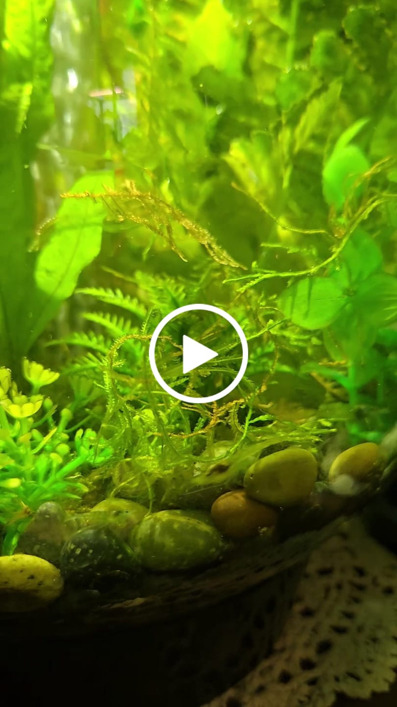 Customer video review of Shrimp Fit+