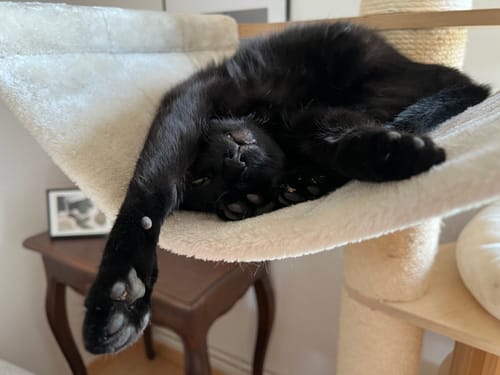Le chat noir du client se prélasse sur le dos dans un hamac, l'air très détendu.