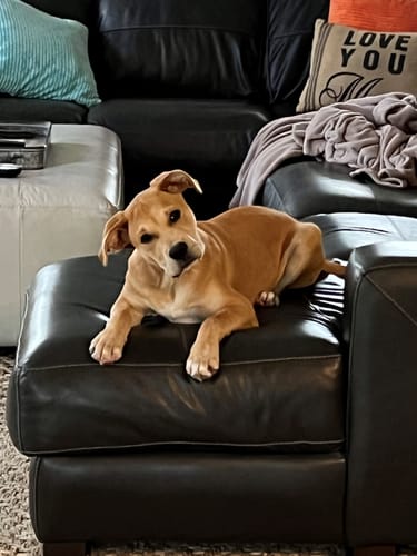 Customer photo review of Bestie Balance