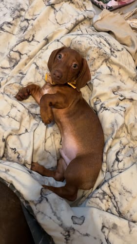 Customer photo review of Disney© Waterproof Collar - Woody