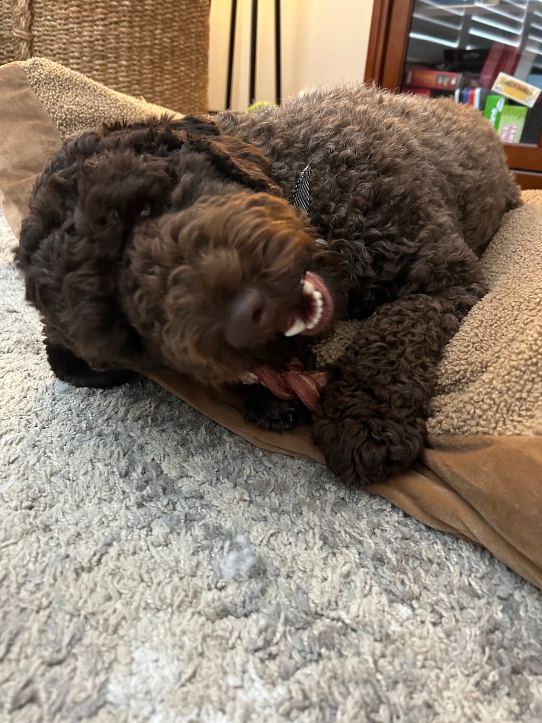 Customer photo review of 6 Inch Thick Braided Bully Stick