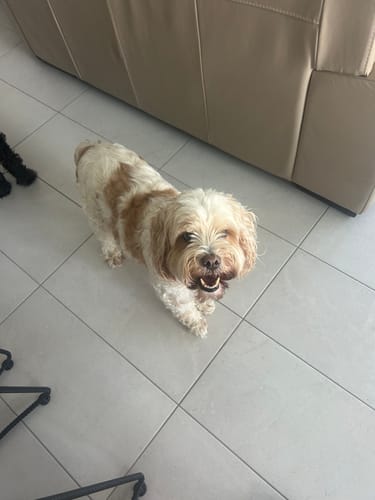 Customer photo review of Treats - Duck Giblets