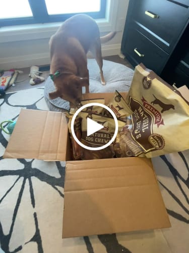 Customer video review of 12 Inch Jumbo Bully Stick