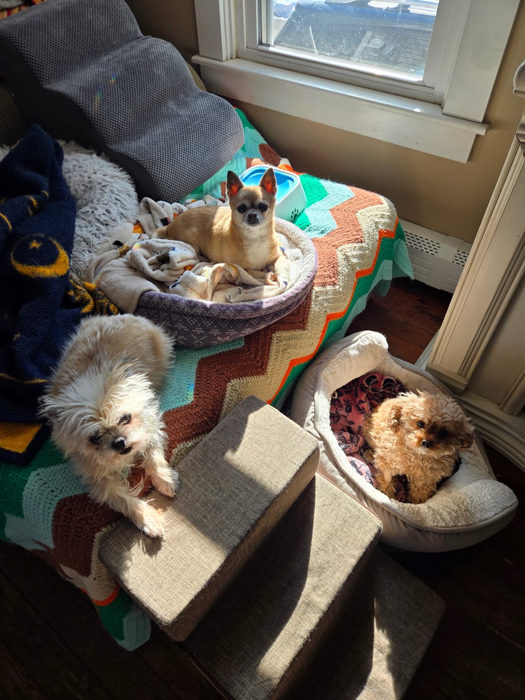 Customer photo review of Calming Tablets for Stressed and Aggressive Dogs - Reduce Dog Aggression and Frustration & Promote Relaxation - All-Natural, Homeopathic Remedy - 300 Tablets
