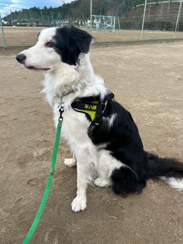 Customer photo review of ハーネス専用お名前タグ（２枚セット・マジックテープ式）