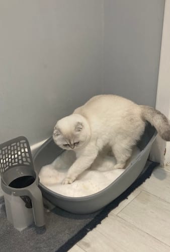 Customer photo review of 1 Month Supply – 1 Cat