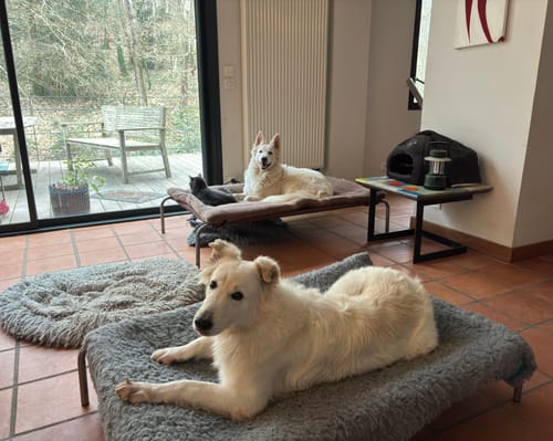 Customer photo review of HiK9 Bed with Purple Mesh Cover