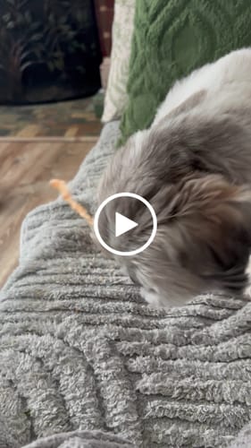 Customer video review of USA Turkey Tendons