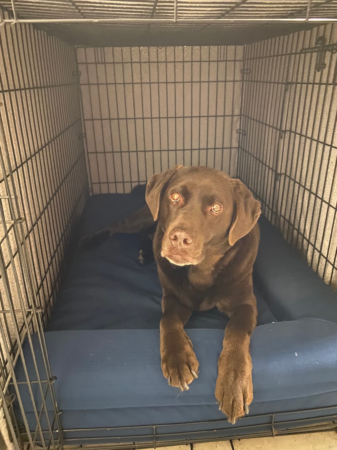 Customer photo review of Pillow Edge Crate Mat Cover