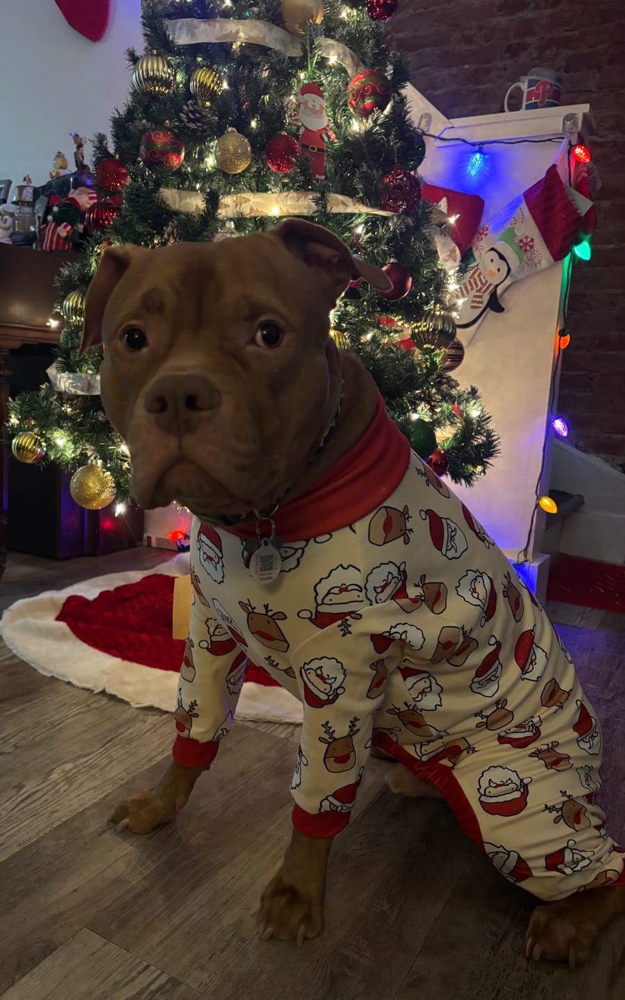 Customer photo review of Dog Pajama - Blue Stripes