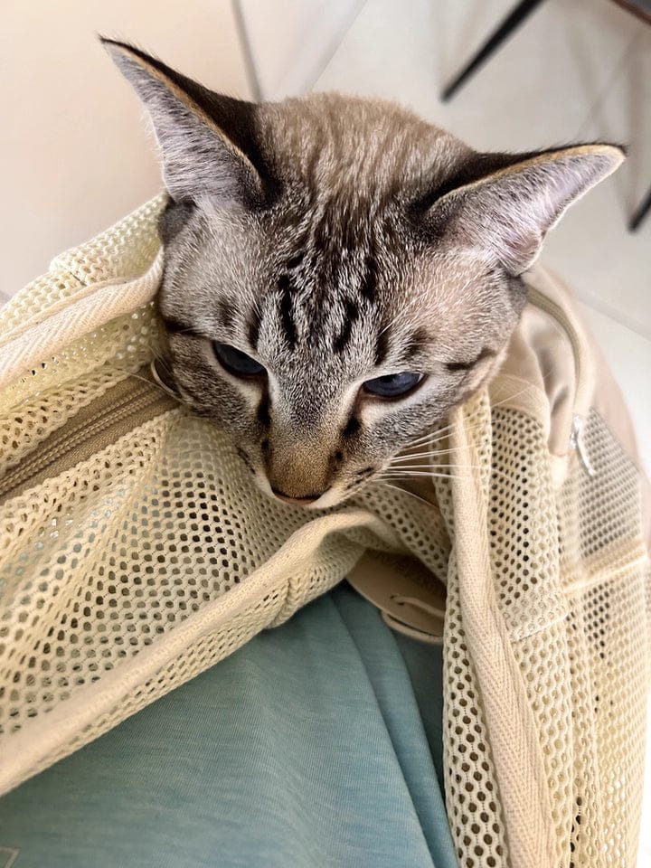 Customer photo review of Breathable Summer Pet Sling Carrier Bag With Pocket