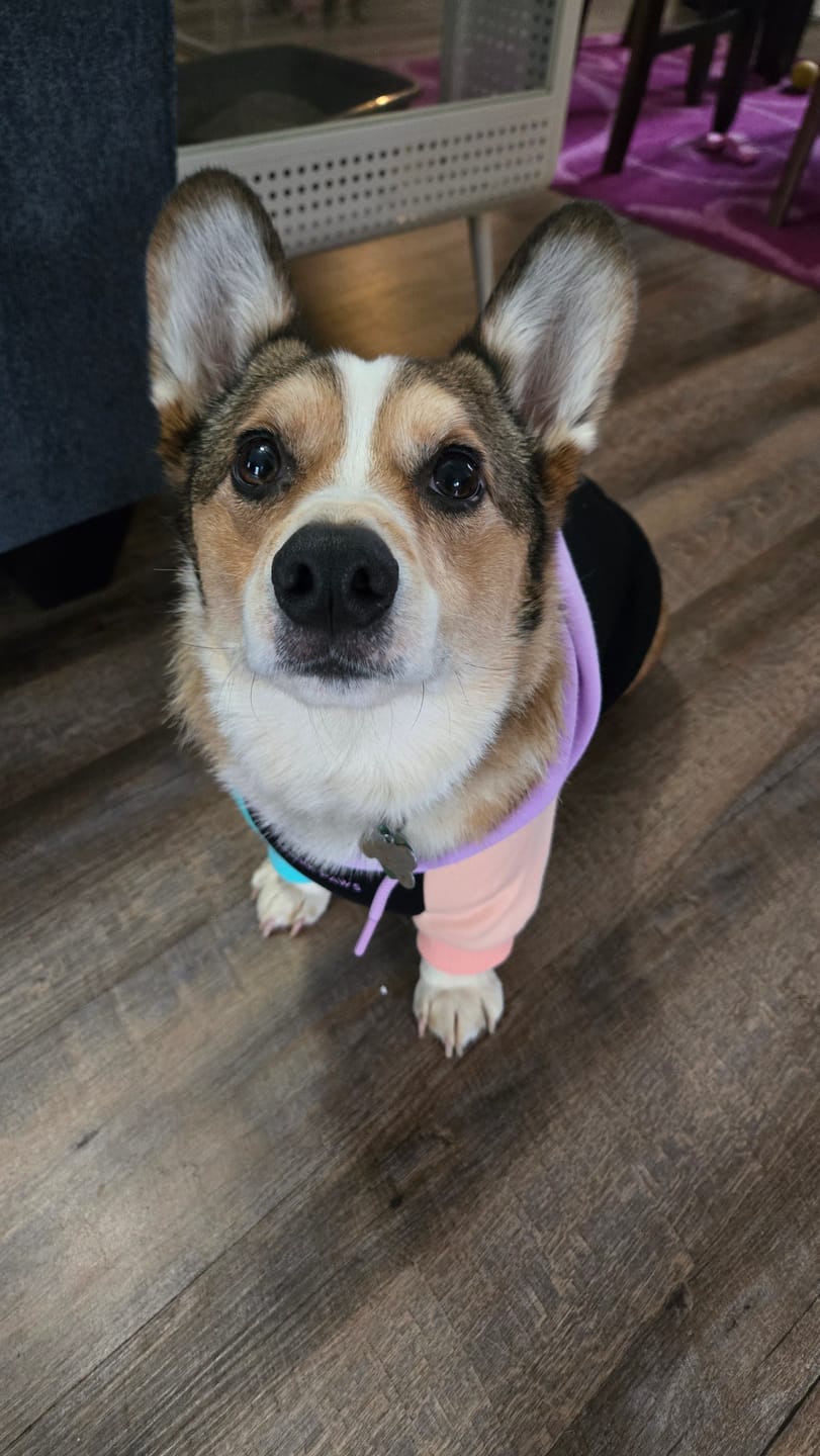 Customer photo review of Cyber Punk Dog Hoodie