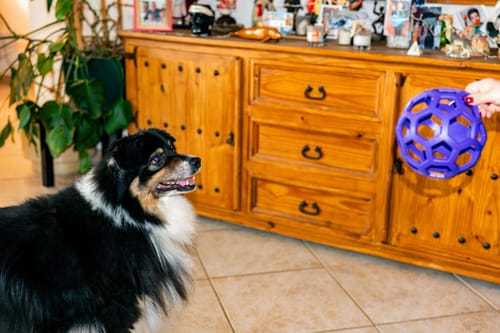 Photo d'un client montrant son chien, qui prend le complément articulations, alerte et prêt à jouer au ballon.