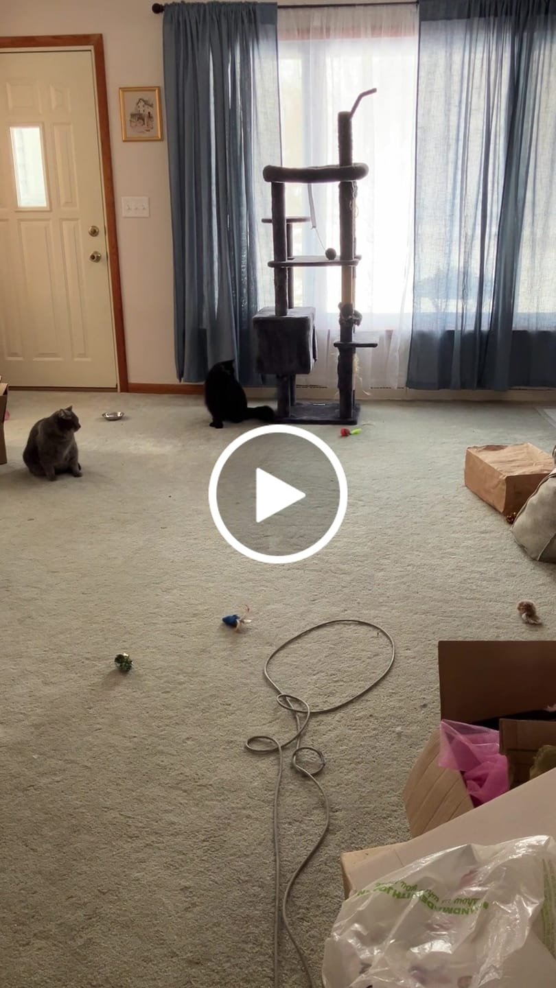 Customer video review of SPEEDY TAIL 2.0