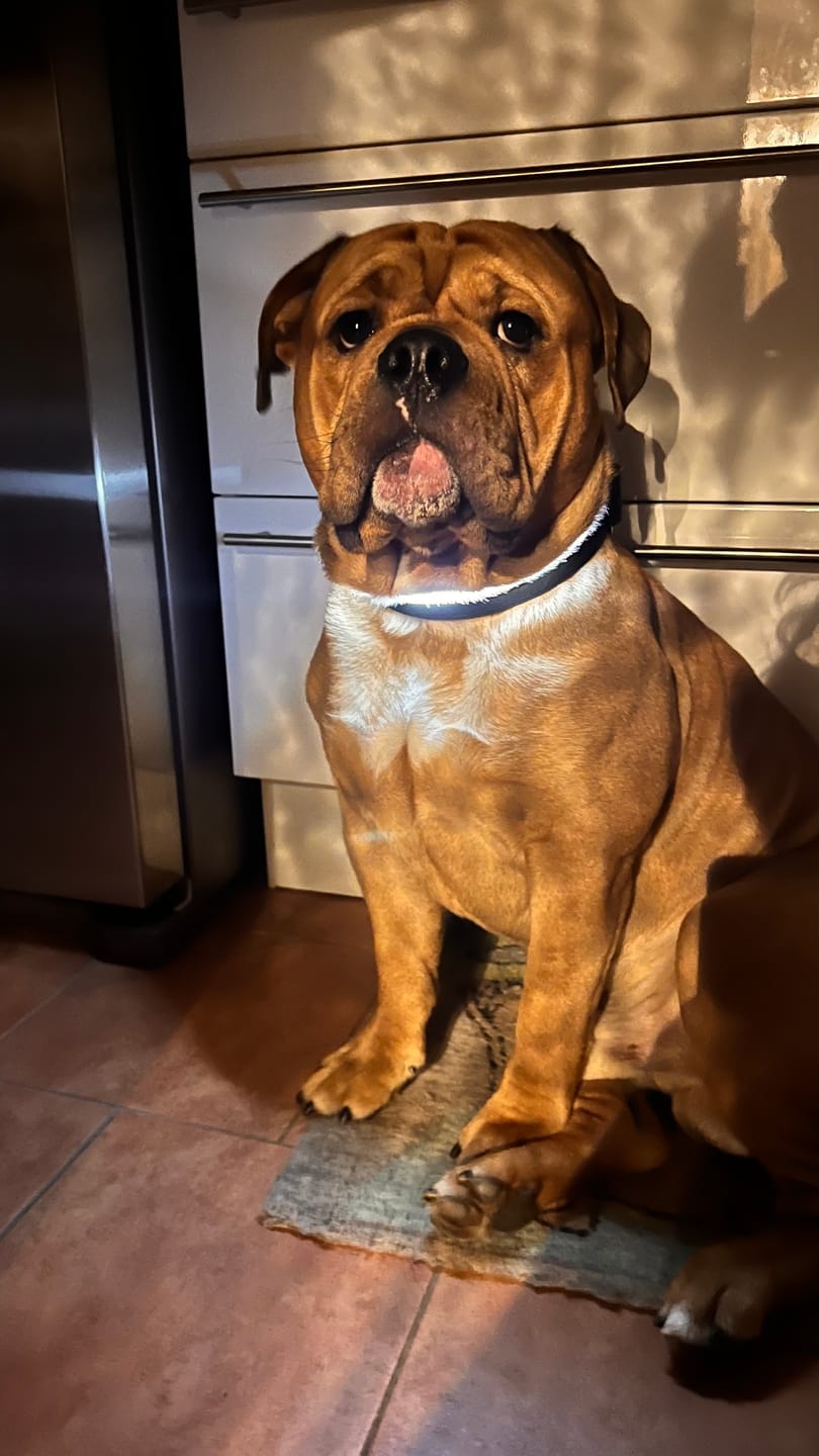 Customer photo review of 4cm Light Up LED Combat® Collar | Handle - Black