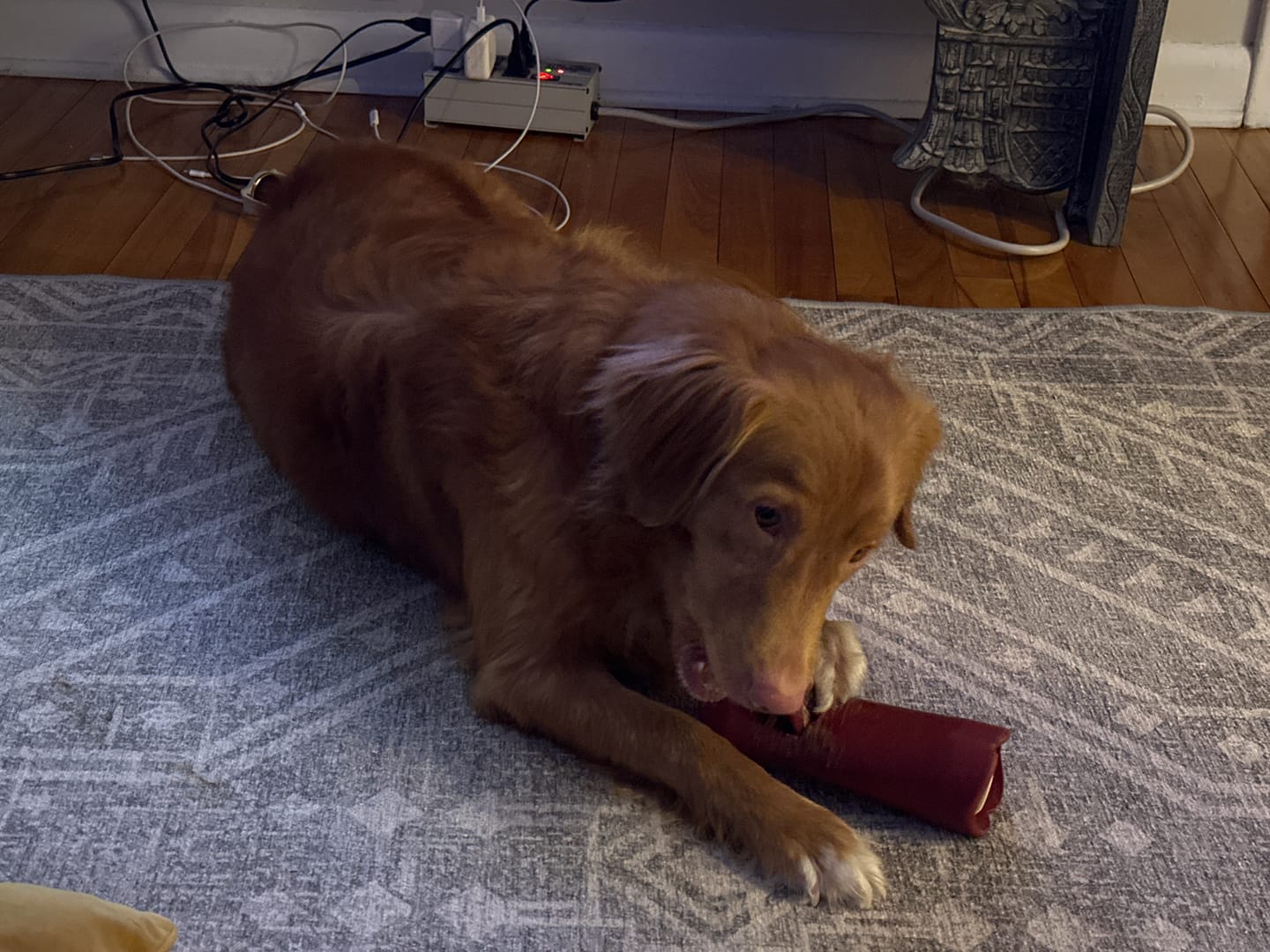 Customer photo review of 12 Inch Jumbo Braided Bully Stick