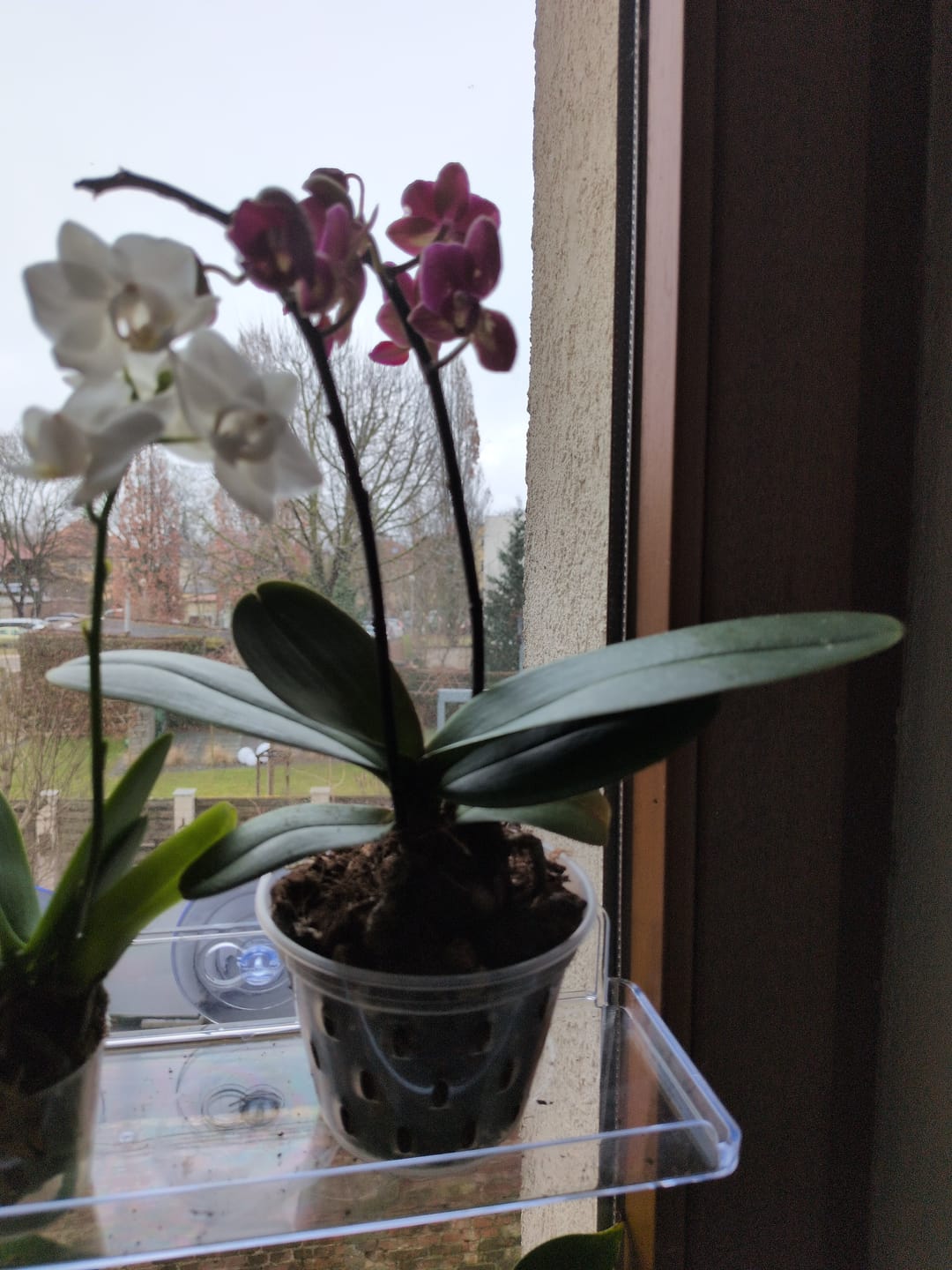 Customer photo review of Table Dance Chamonix mit weinroten Blüten und 2 Rispen