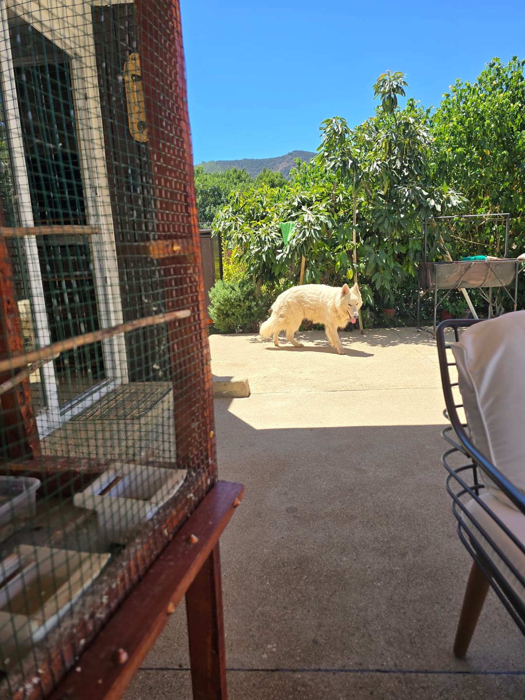Customer photo review of Bravery Chicken Adult Large/Medium Breeds
