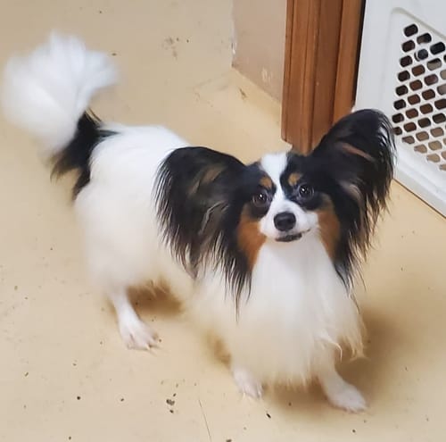 Customer photo review of Fresh Breath, Strong Gums, and Clean Teeth with the DE-01™ Dental Dogbiotic