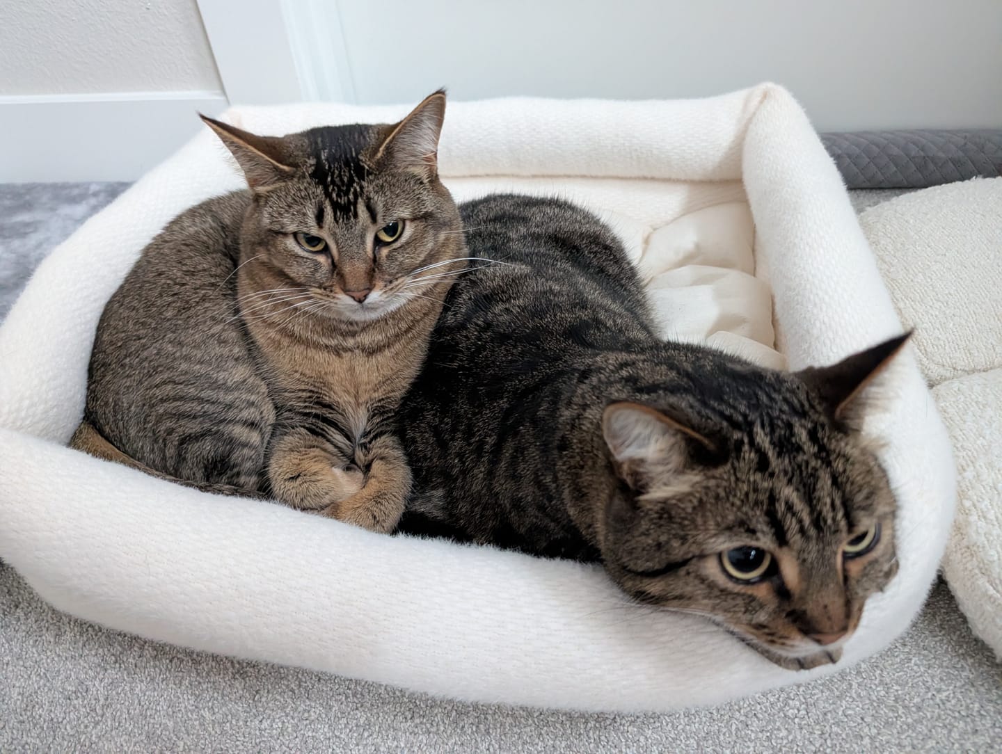 Customer photo review of Dubu Bed
