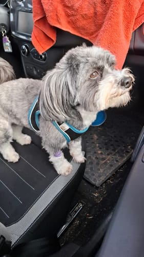 Kundenfoto eines kleinen, grauen Hundes mit Geschirr, der auf einem Autositz steht.