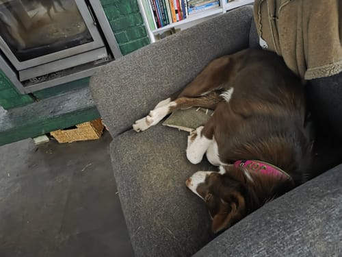 Customer photo review of Neoprene Half-Check Dog Collar with Name - L | 4Kyon
