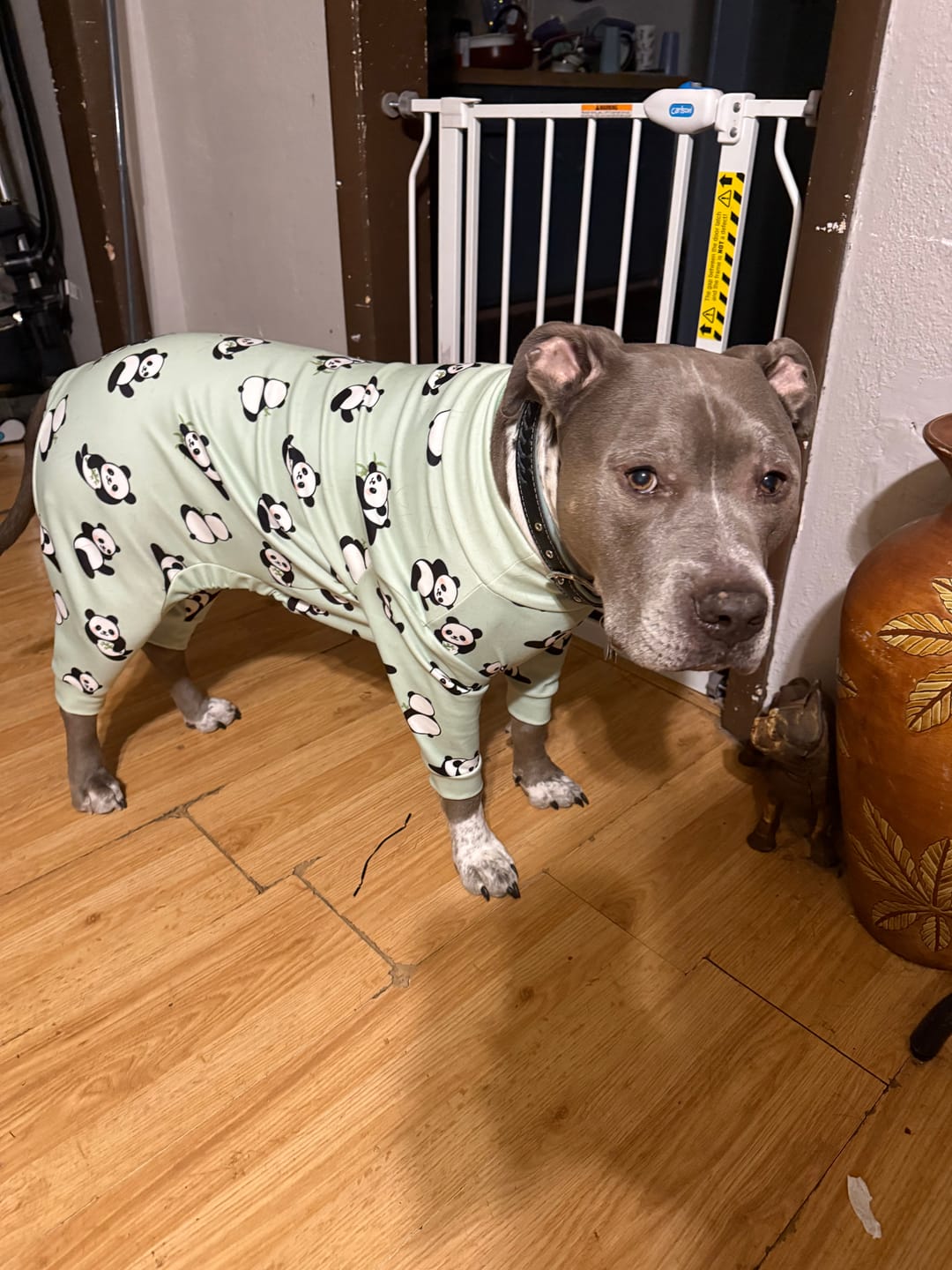 Customer photo review of Dog Pajama - Panda