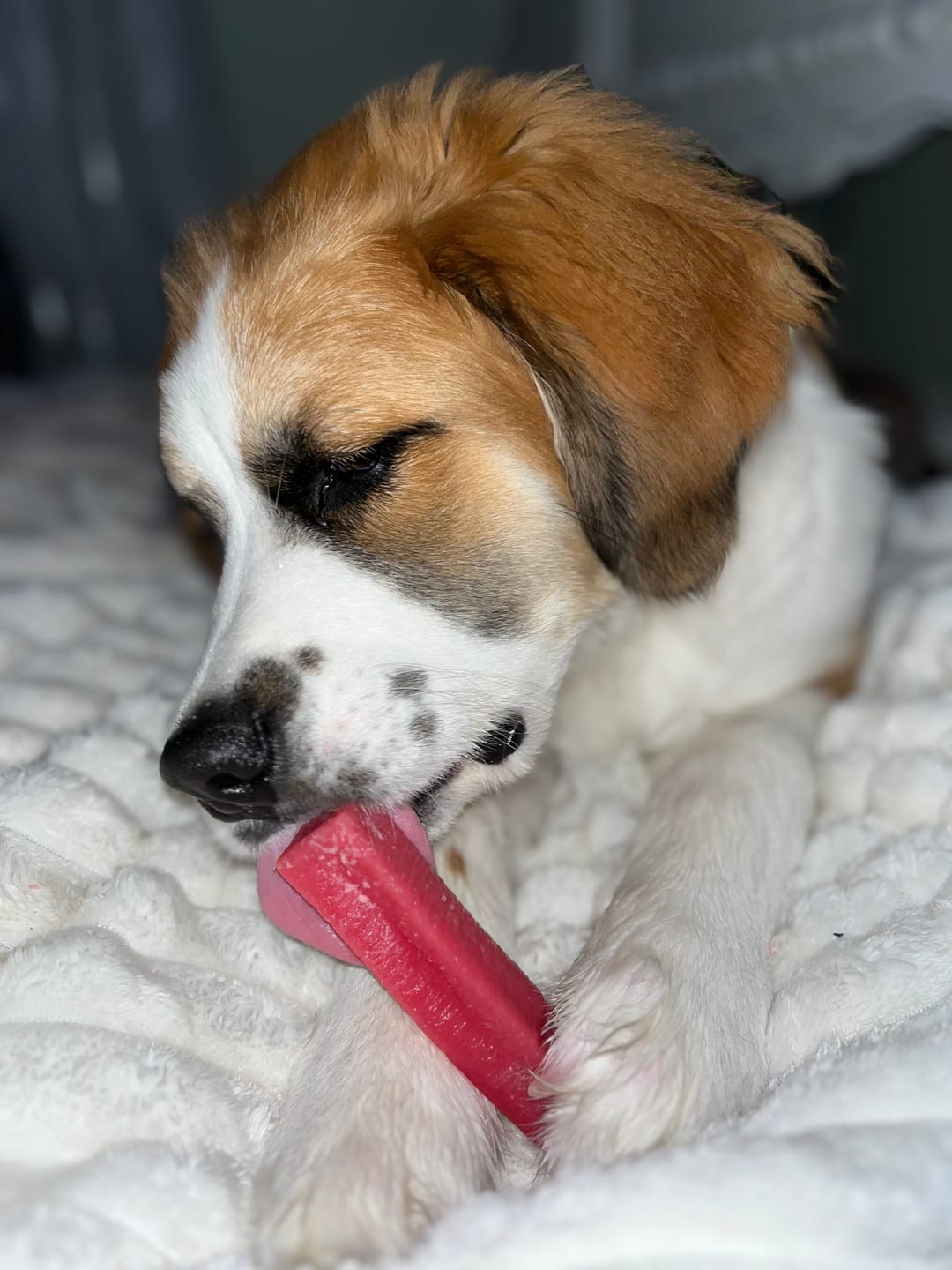 Customer photo review of Strawberry Himalayan Yak Chew (MEDIUM)