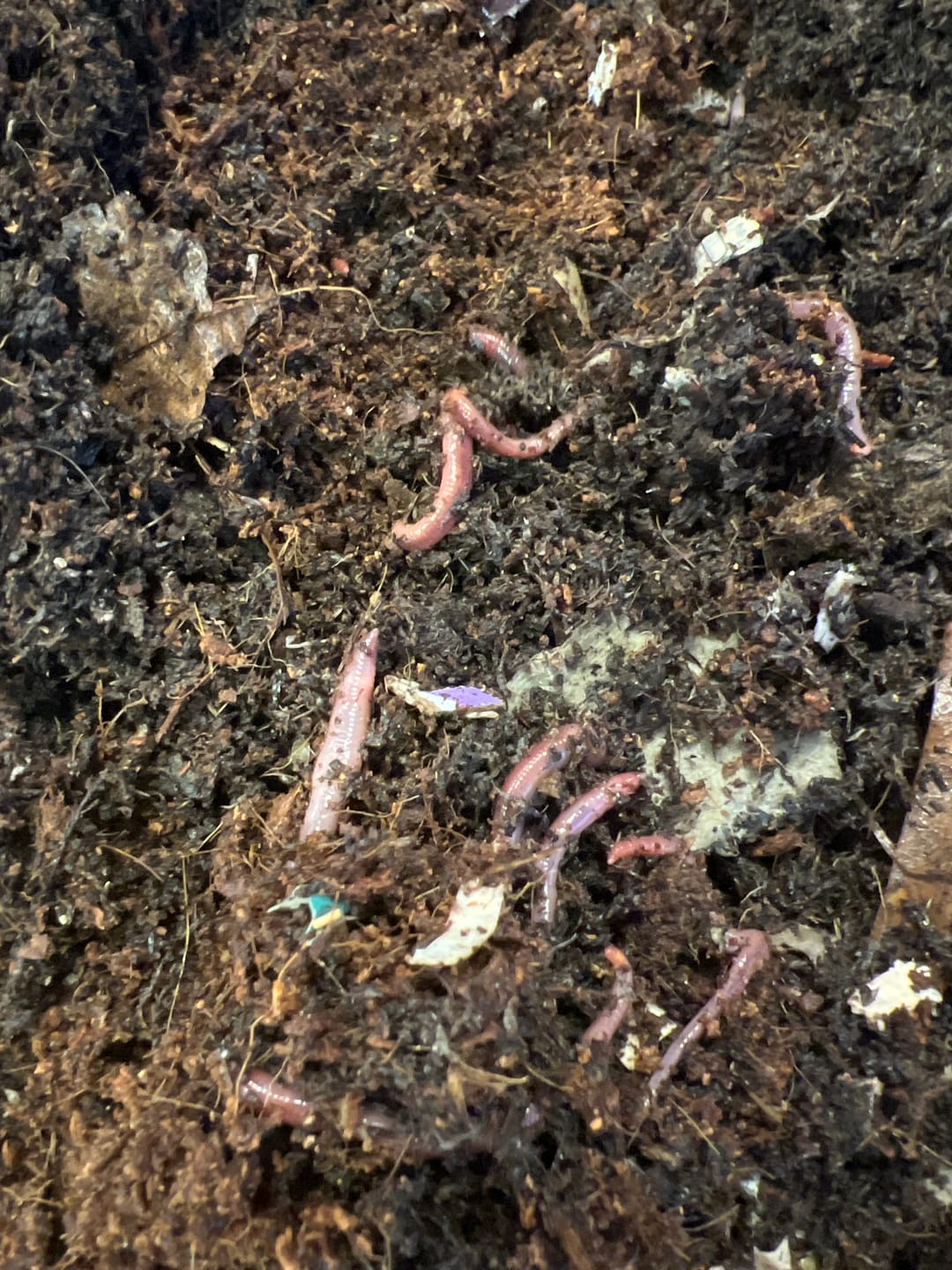 Customer photo review of Red Wigglers Composting Worms