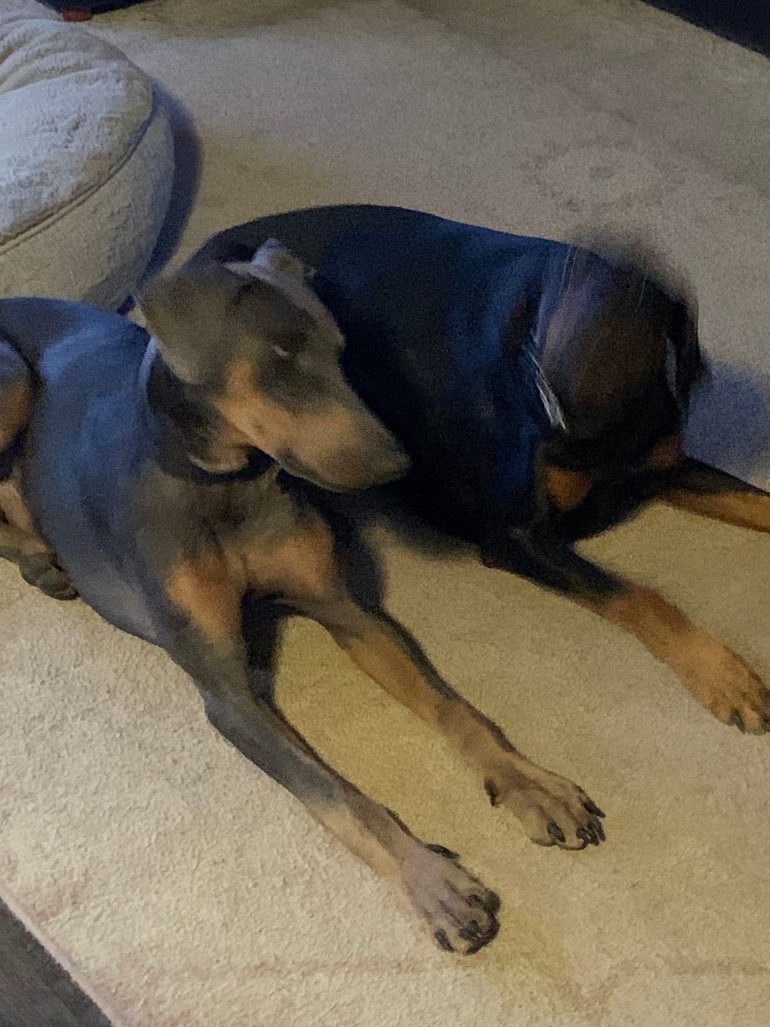 Customer photo review of 12 Inch Mega Monster Bully Stick (LIMITED)