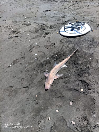 Customer photo review of Aeroo Pro Combo