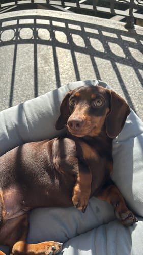 Customer photo review of Divanetto Cotone Siena Grigio Chiaro