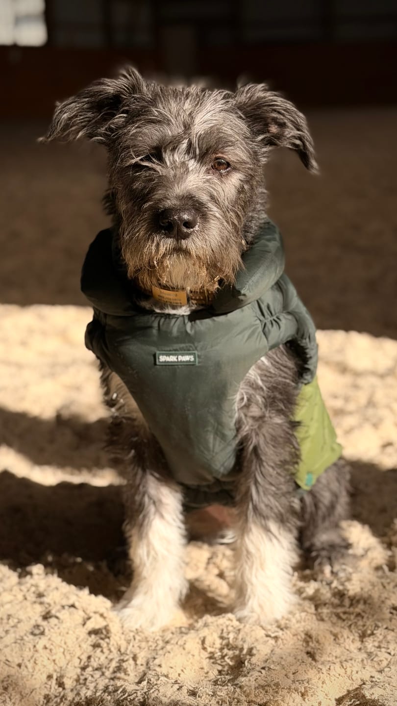 Customer photo review of PuffShield Winter Jacket - Green