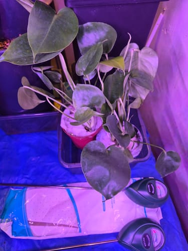 Customer photo review of Monstera Deliciousa Live Indoor Plant, Easy Care Low Light Houseplant, Air Purifier Monstera Gift Plant Mother's Day Pet Friendly Plant