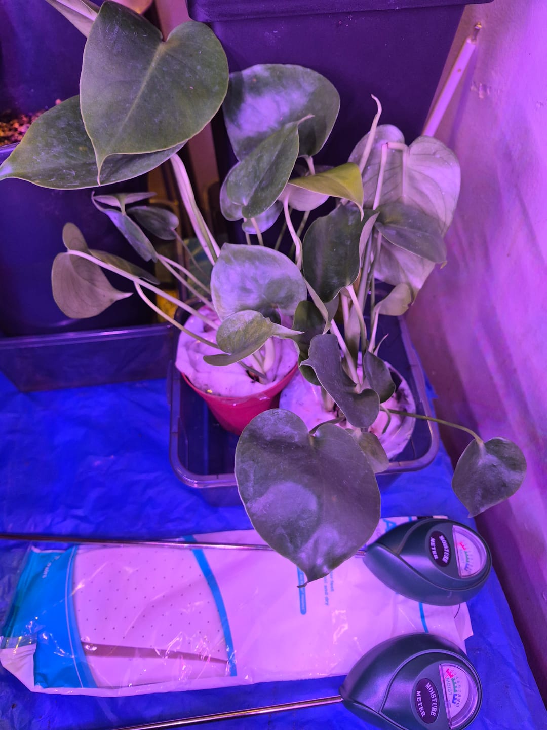 Customer photo review of Monstera Deliciousa Live Indoor Plant, Easy Care Low Light Houseplant, Air Purifier Monstera Gift Plant Mother's Day Pet Friendly Plant