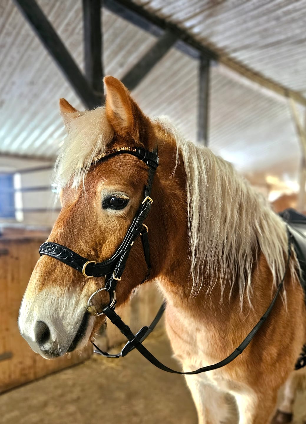 Customer photo review of Odessa bonita Multi Bridle padded - MASEGO bit to bitless system
