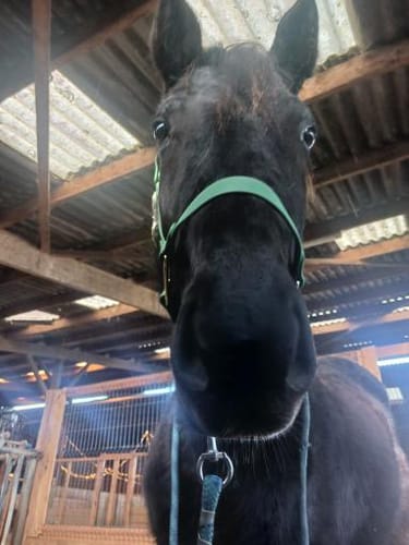 Customer photo review of Personalized Halter - Preorder