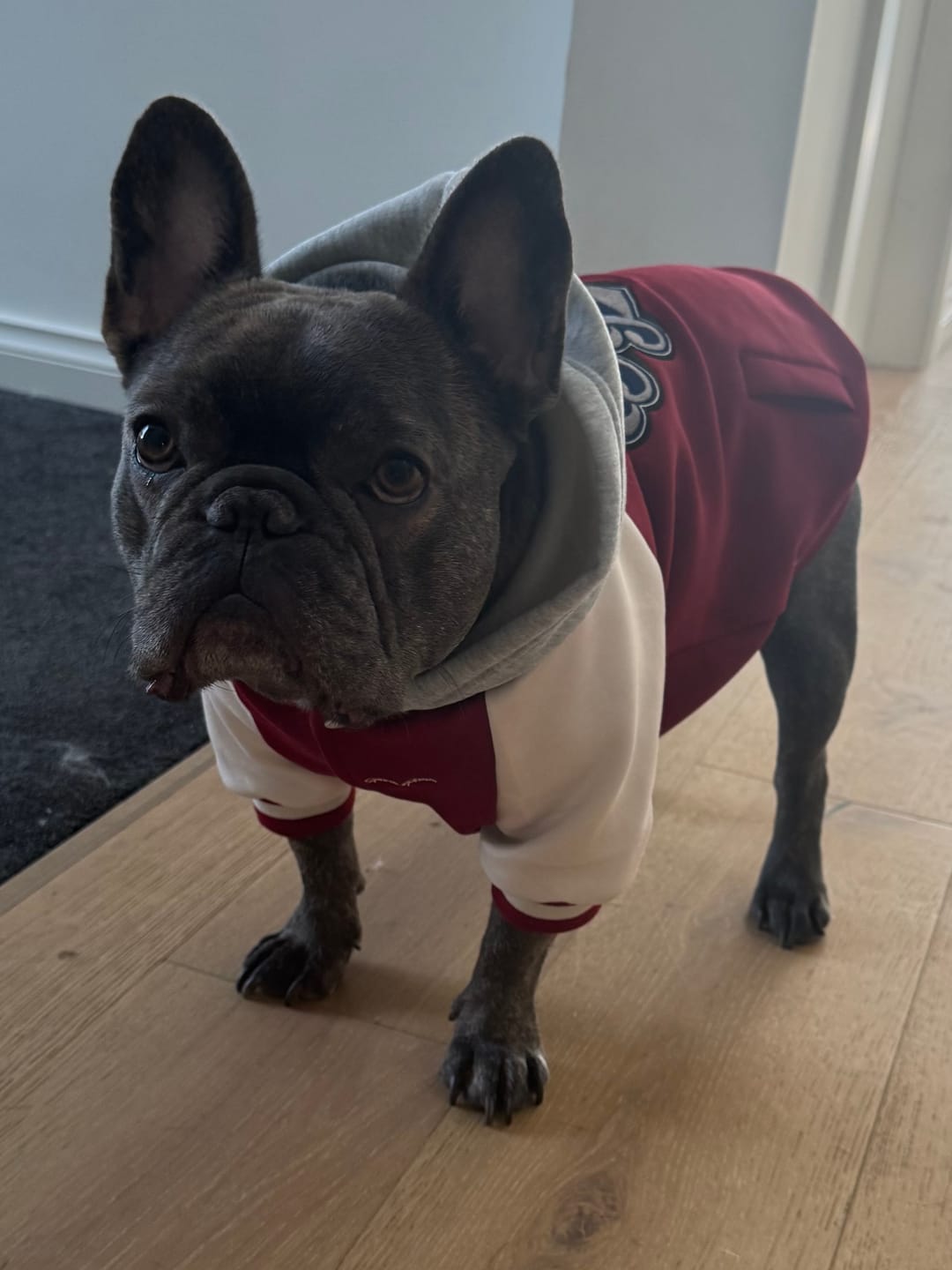 Customer photo review of Dog Varsity Jackets