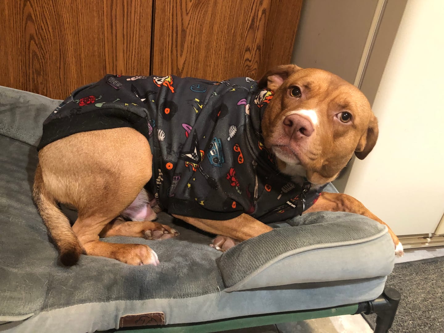 Customer photo review of Rock and Roll Dog Hoodie