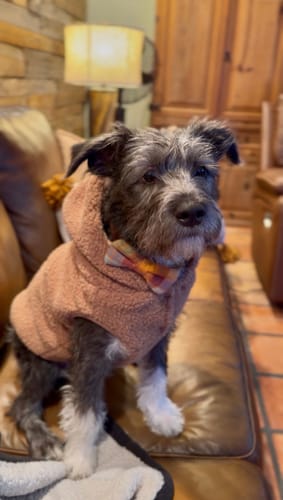 Customer's scruffy dog wearing the brown Teddy Sherpa Fleece Dog Jacket with the hood up on a couch.
