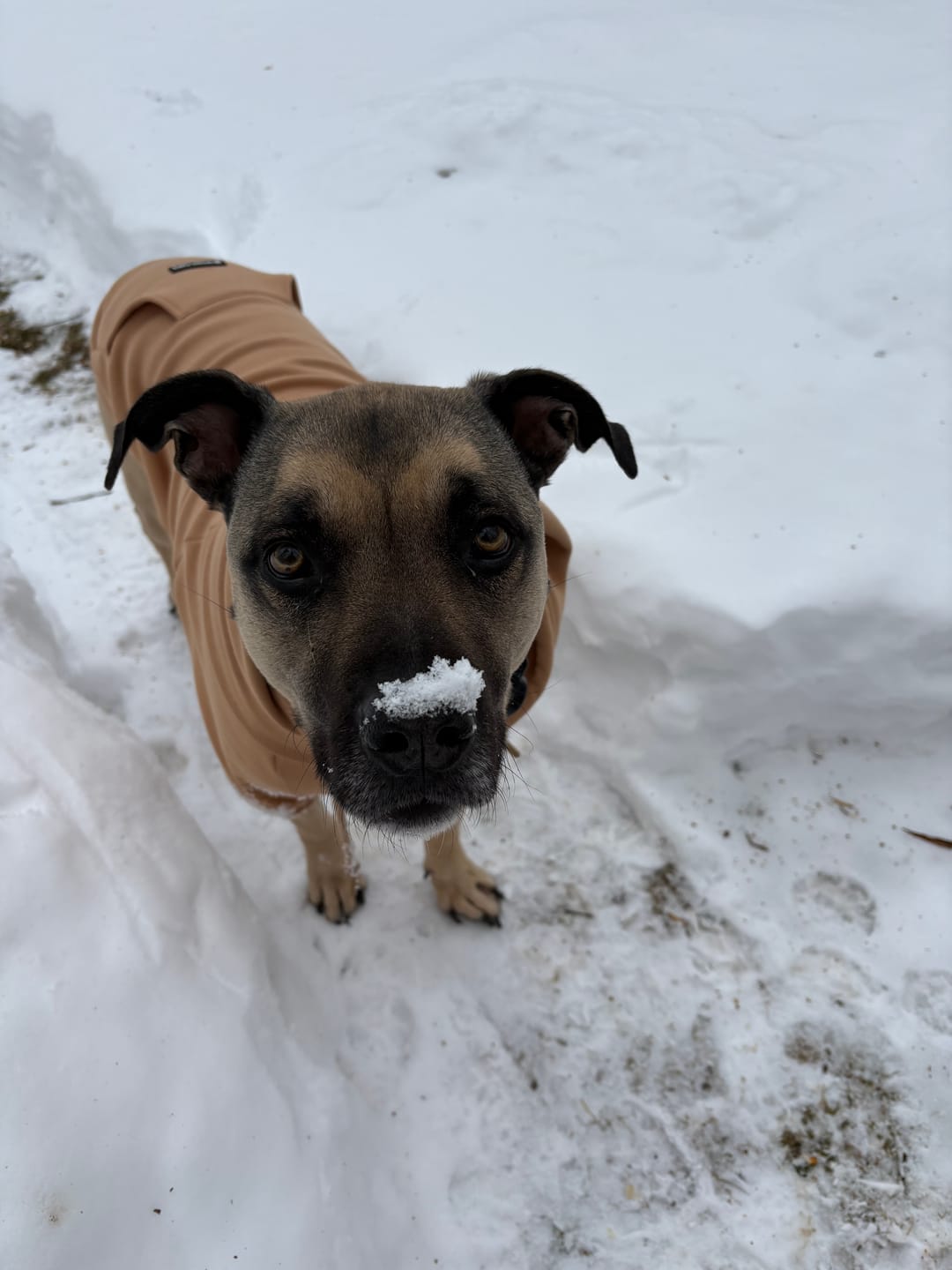 Customer photo review of Essential Dog Hoodie - Caramel