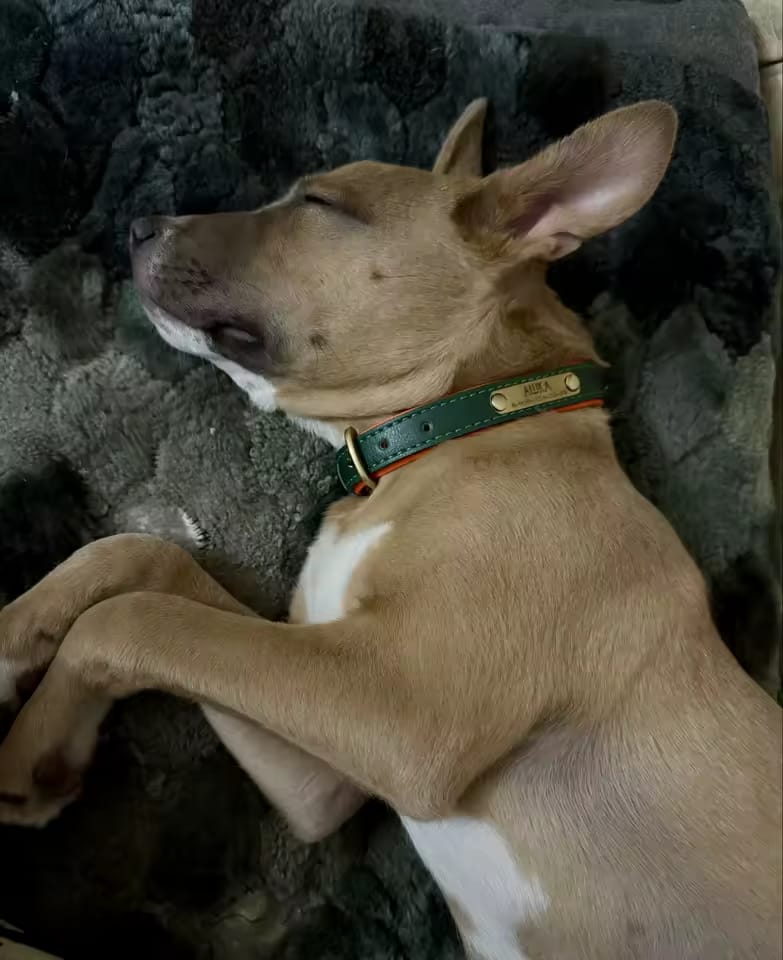 Customer photo review of Personalized PU Leather Dog Collar – Soft Padded Adjustable ID Collar