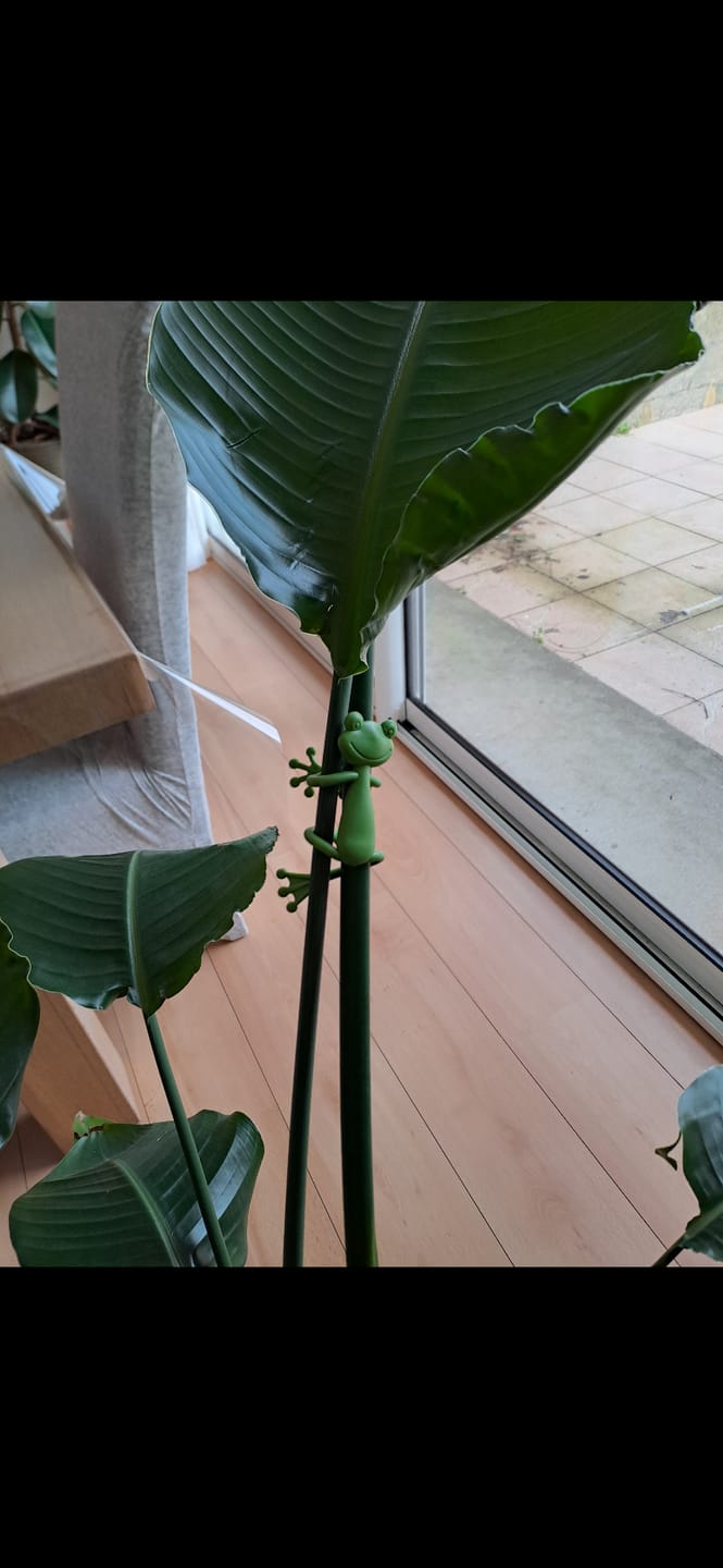 Customer photo review of Mamie-Frog® - Tuteur décoratif