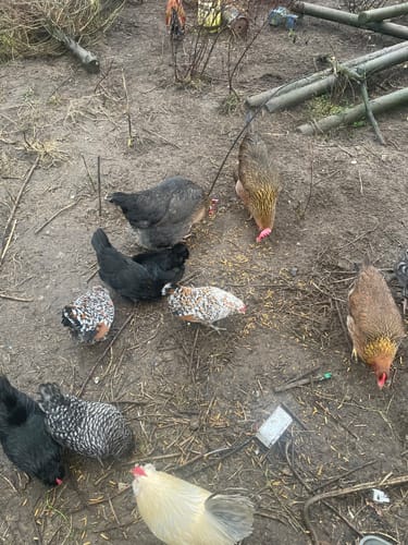 Customer photo review of BSF Larven - getrocknete Soldatenfliegenlarven