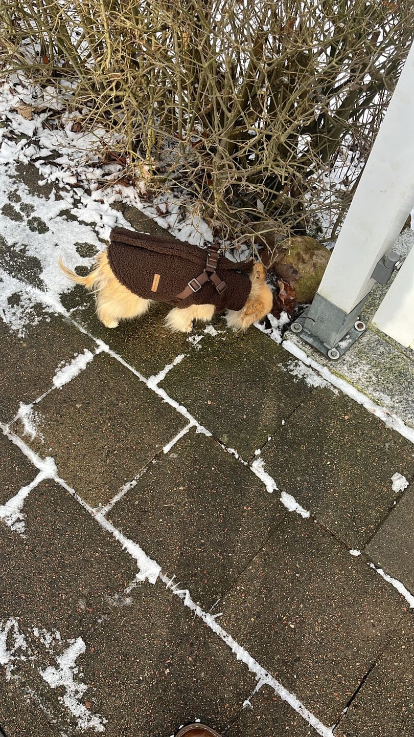 Customer photo review of Teddyfleece-Hundemantel mit integriertem Geschir Espresso